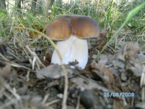 Klikni pro velký obrázek