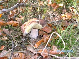 Klikni pro velký obrázek