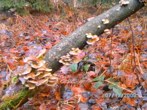 Klikni pro velký obrázek