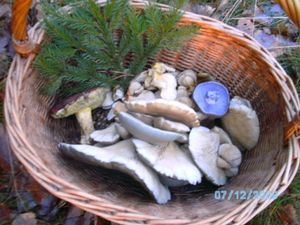 Klikni pro velký obrázek