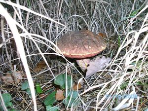 Klikni pro velký obrázek