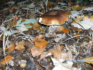 Klikni pro velký obrázek