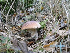 Klikni pro velký obrázek