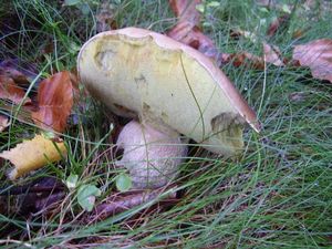 Klikni pro velký obrázek