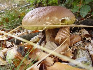 Klikni pro velký obrázek