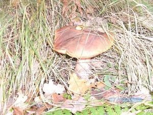 Klikni pro velký obrázek