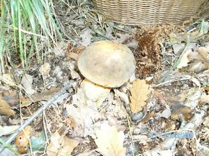 Klikni pro velký obrázek