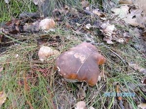 Klikni pro velký obrázek