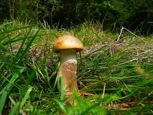 Klikni pro velký obrázek