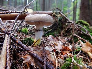 Klikni pro velký obrázek