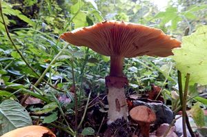 Klikni pro velký obrázek