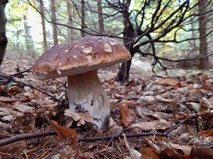 Klikni pro velký obrázek