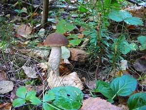 Klikni pro velký obrázek