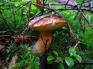 Klikni pro velký obrázek