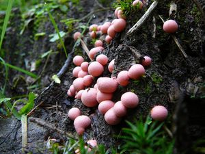 Klikni pro velký obrázek