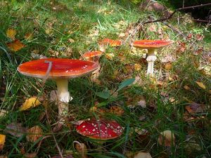 Klikni pro velký obrázek