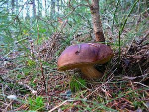 Klikni pro velký obrázek