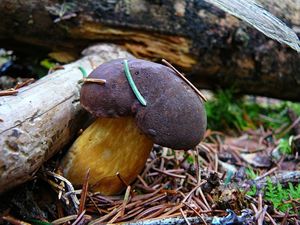 Klikni pro velký obrázek