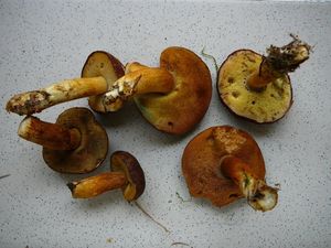 Klikni pro velký obrázek