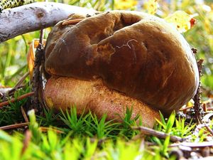 Klikni pro velký obrázek