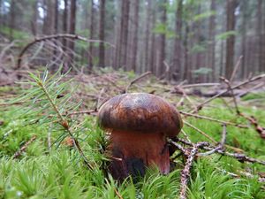 Klikni pro velký obrázek