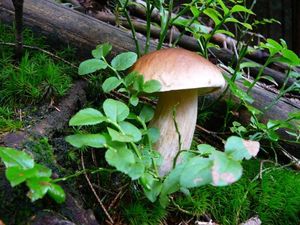 Klikni pro velký obrázek