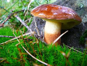 Klikni pro velký obrázek