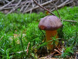 Klikni pro velký obrázek