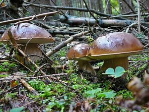 Klikni pro velký obrázek