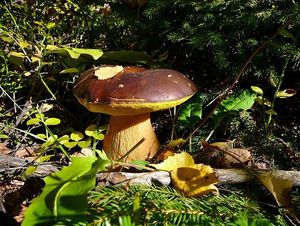 Klikni pro velký obrázek