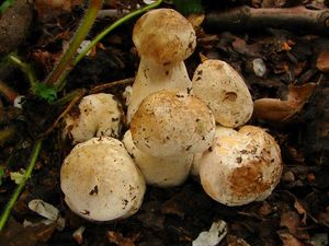 Klikni pro velký obrázek