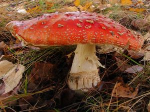 Klikni pro velký obrázek