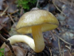 Klikni pro velký obrázek