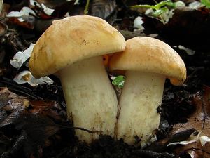 Klikni pro velký obrázek