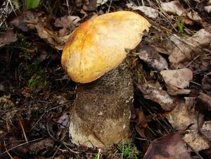 Klikni pro velký obrázek