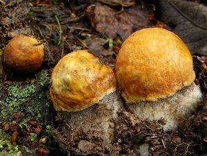 Klikni pro velký obrázek