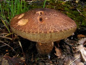 Klikni pro velký obrázek