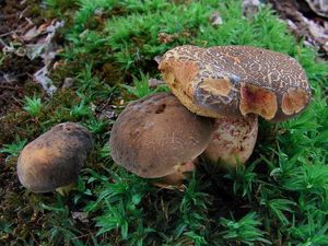 Klikni pro velký obrázek