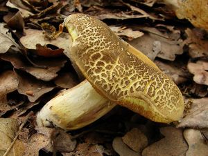 Klikni pro velký obrázek