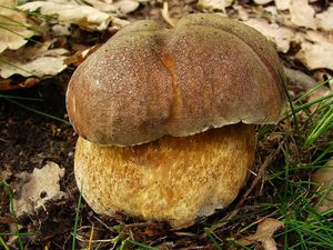 Klikni pro velký obrázek