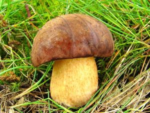 Klikni pro velký obrázek