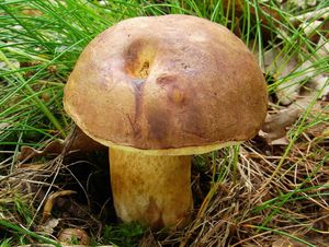 Klikni pro velký obrázek