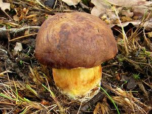 Klikni pro velký obrázek