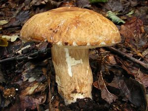 Klikni pro velký obrázek