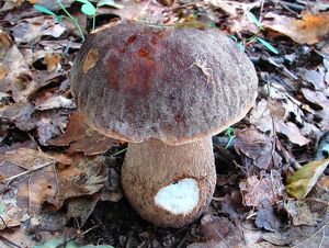 Klikni pro velký obrázek