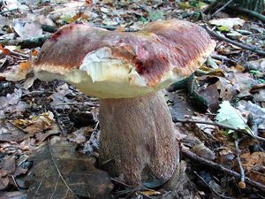 Klikni pro velký obrázek