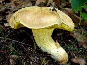 Klikni pro velký obrázek