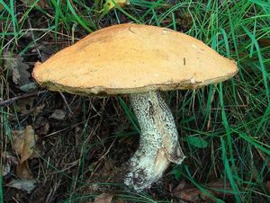 Klikni pro velký obrázek