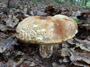 Klikni pro velký obrázek