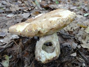 Klikni pro velký obrázek